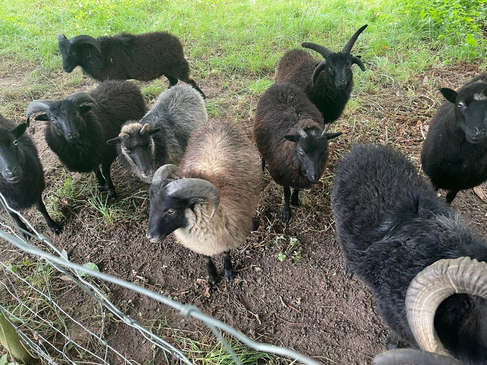 Tondeuses écologiques à vendre, Enlèvement