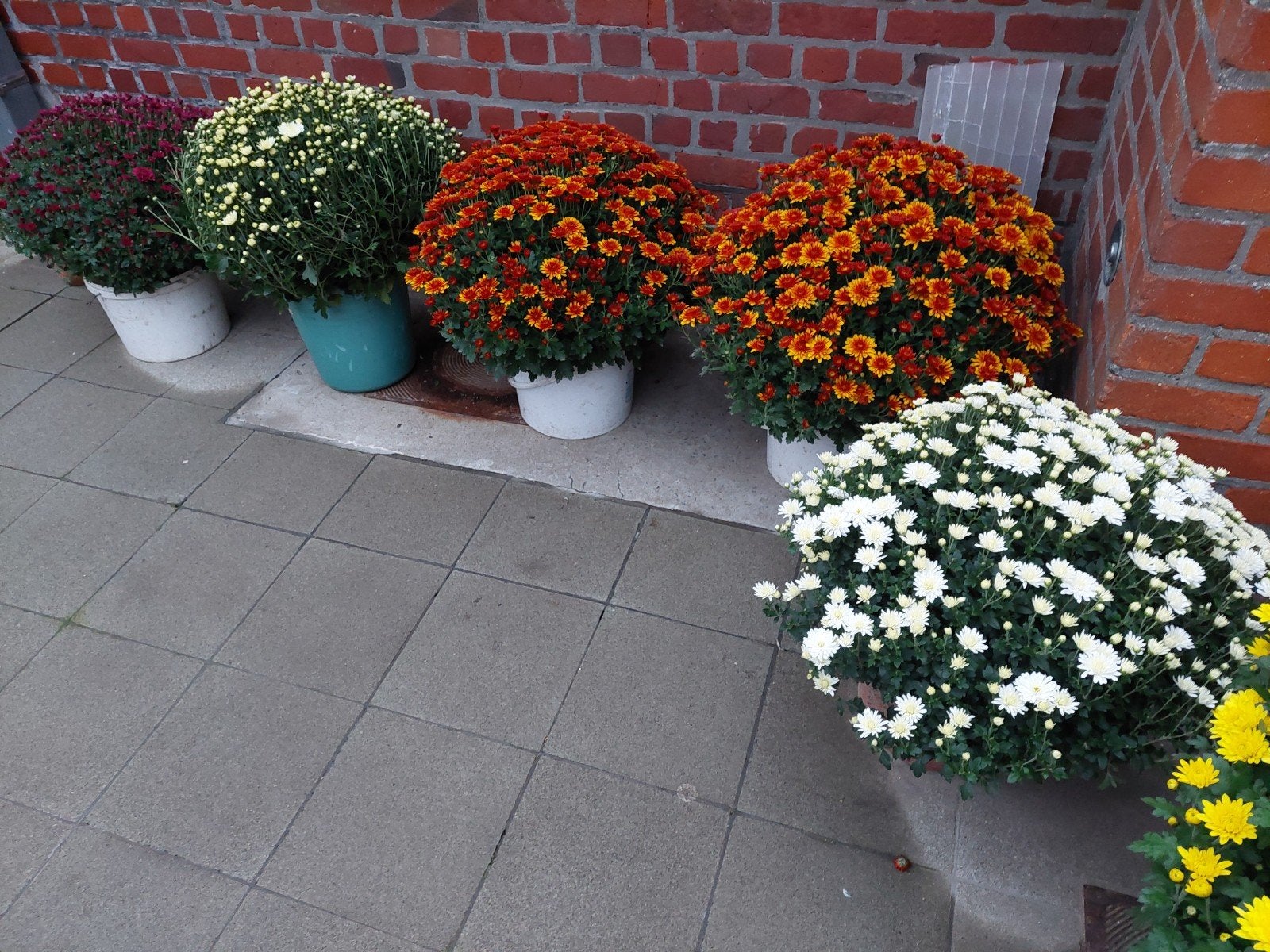 Chrysanten, eigen kweek, a 2€per pot, Ophalen