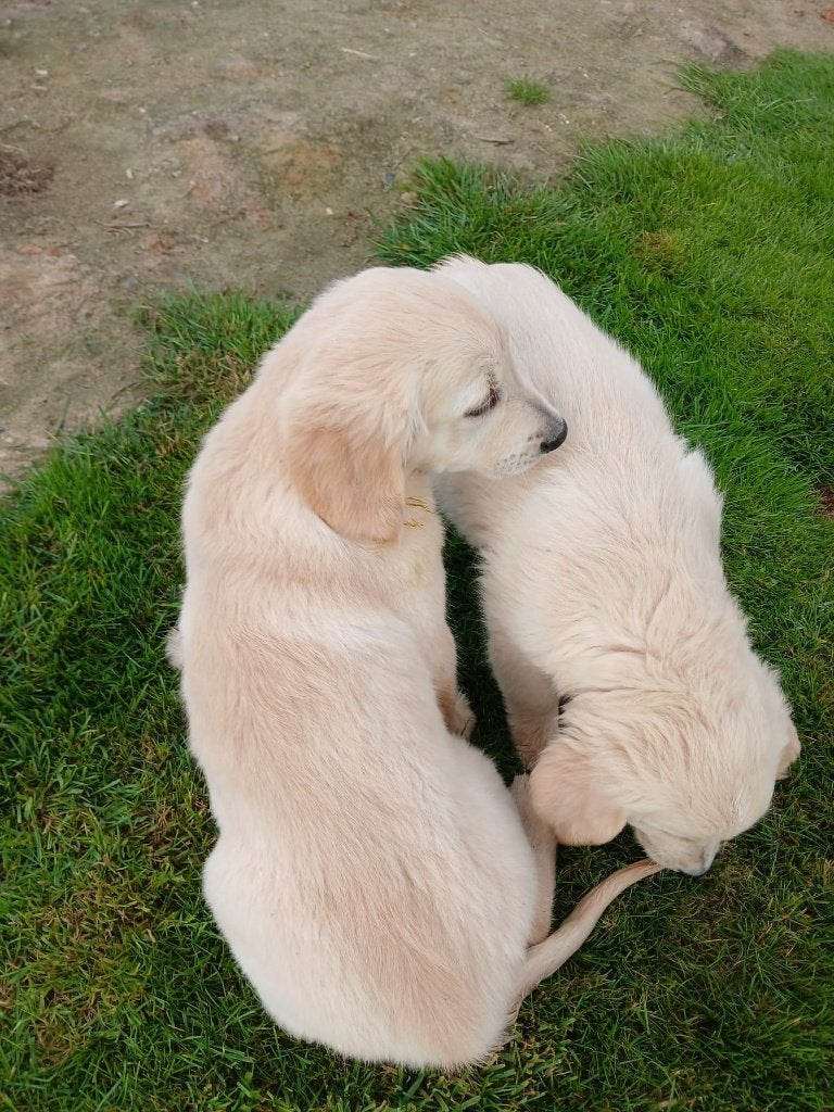 Chiots Golden Retriever, Golden retriever, Maladie de Carré (chiens), Plusieurs, Belgique