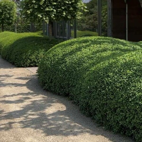osmanthus burkwoodii - schijnhulst, Tuin en Terras, Ophalen, Haag