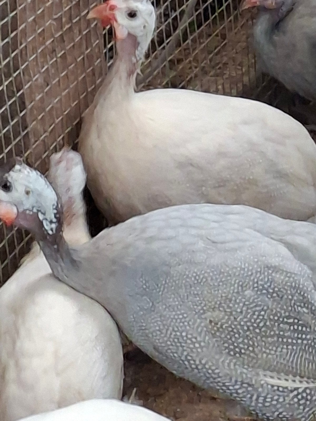 parelhoen hanen wit, Dieren en Toebehoren