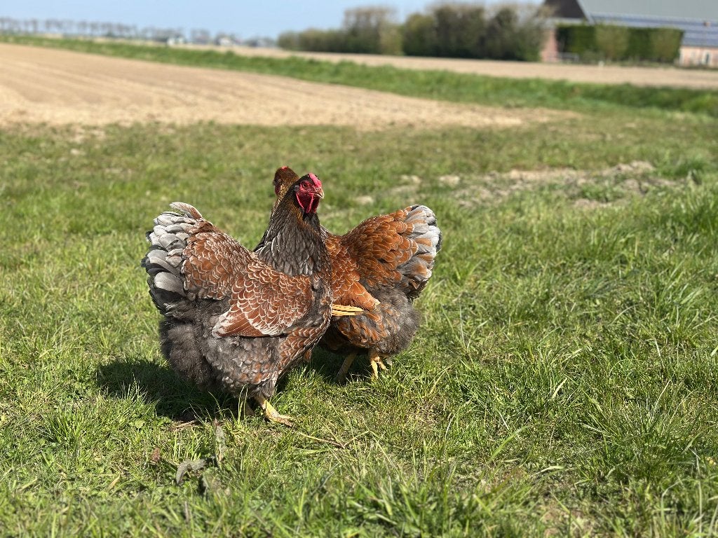 Jonge tamme Wyandotte kippen gesekst en ingeënt, Dieren en Toebehoren, Vrouwelijk, Kip