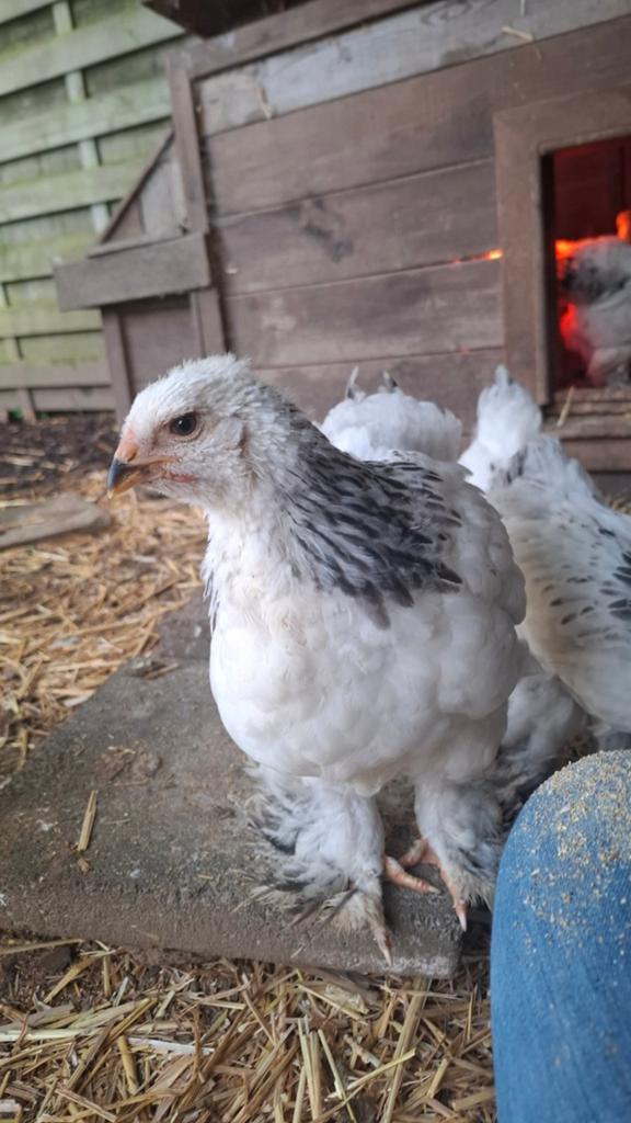 Brahma hanen columbia
