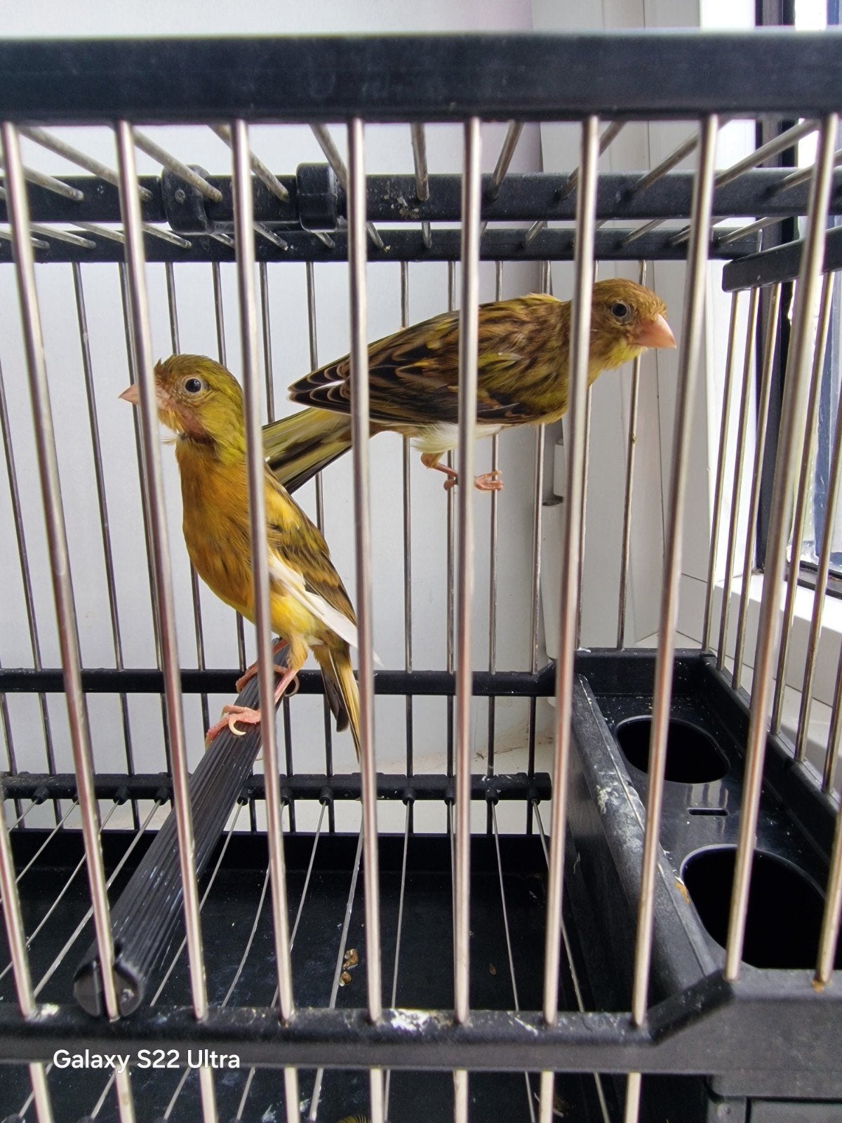 Canarische eilanden Raza Espagnola, Dieren en Toebehoren