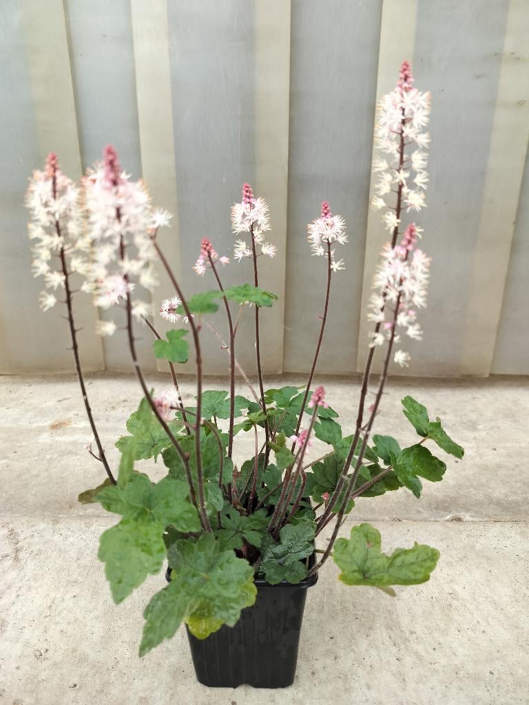 Tiarella Cordifolia Spring Symphony, Ophalen, Bodembedekkers, Vaste plant, Halfschaduw