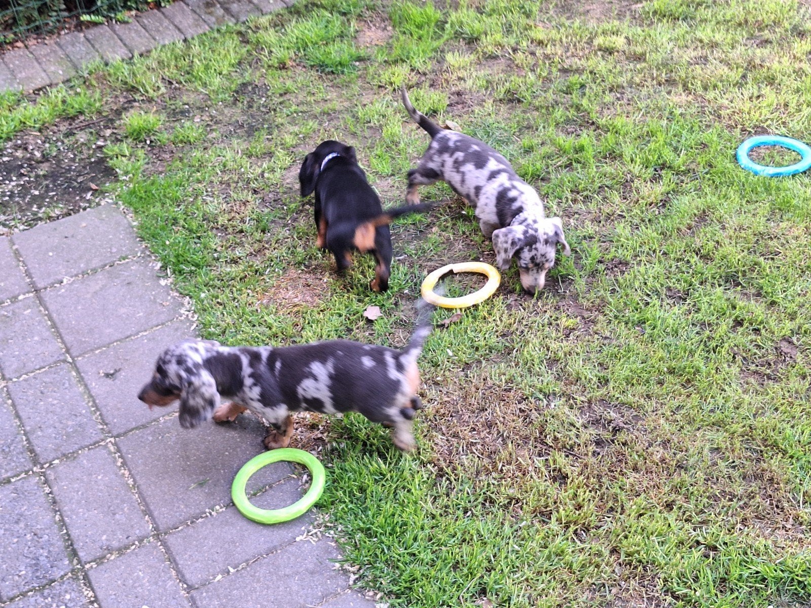 Dwergteckel puppy's, Poils courts, Maladie de Carré (chiens), Belgique, Plusieurs