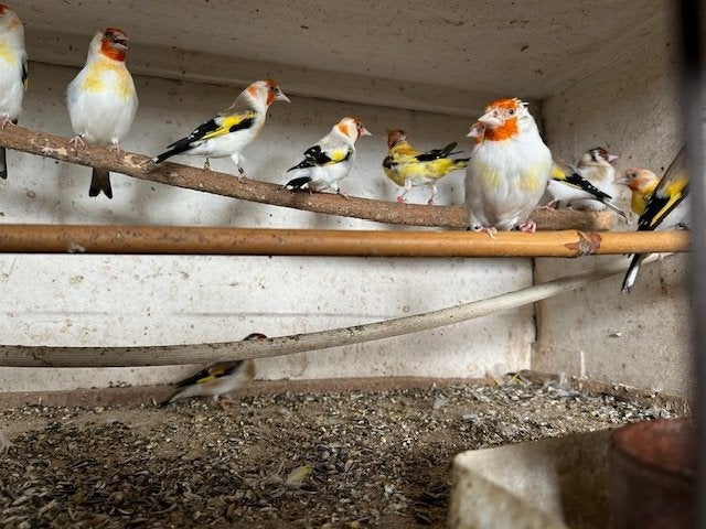 Kleurmutaties grote distelvink, Enlèvement