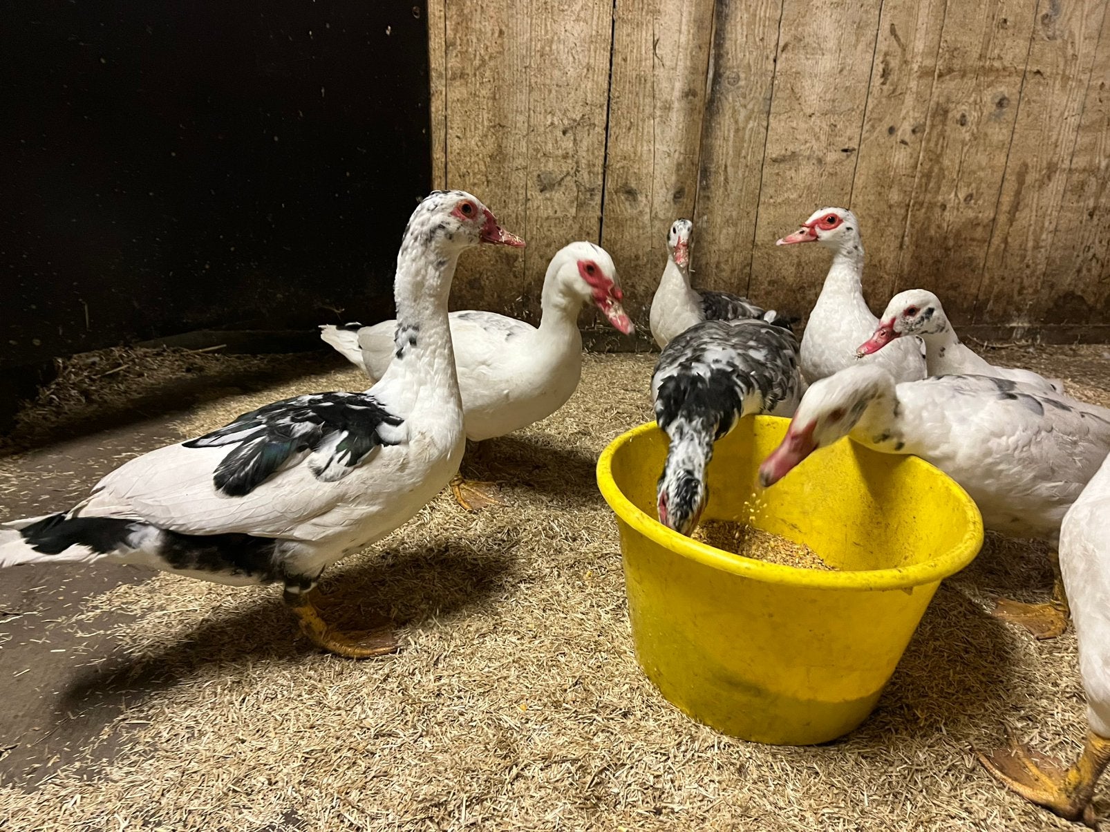 Jonge barbarie eenden, Animaux & Accessoires, Plusieurs animaux, Canard