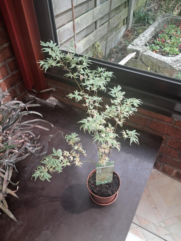 Japanse Esdoorn : Butterfly, Tuin en Terras, Ophalen, Vaste plant, Overige soorten