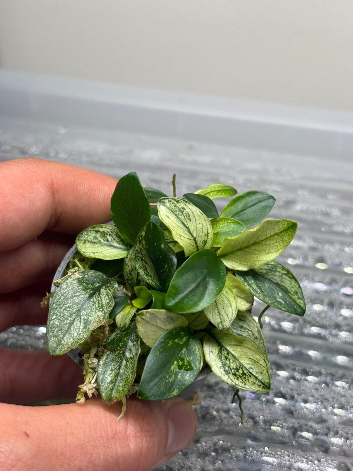 Anubias nana pinto, Dieren en Toebehoren, Ophalen of Verzenden, Nieuw, Plant(en), Steen of Hout