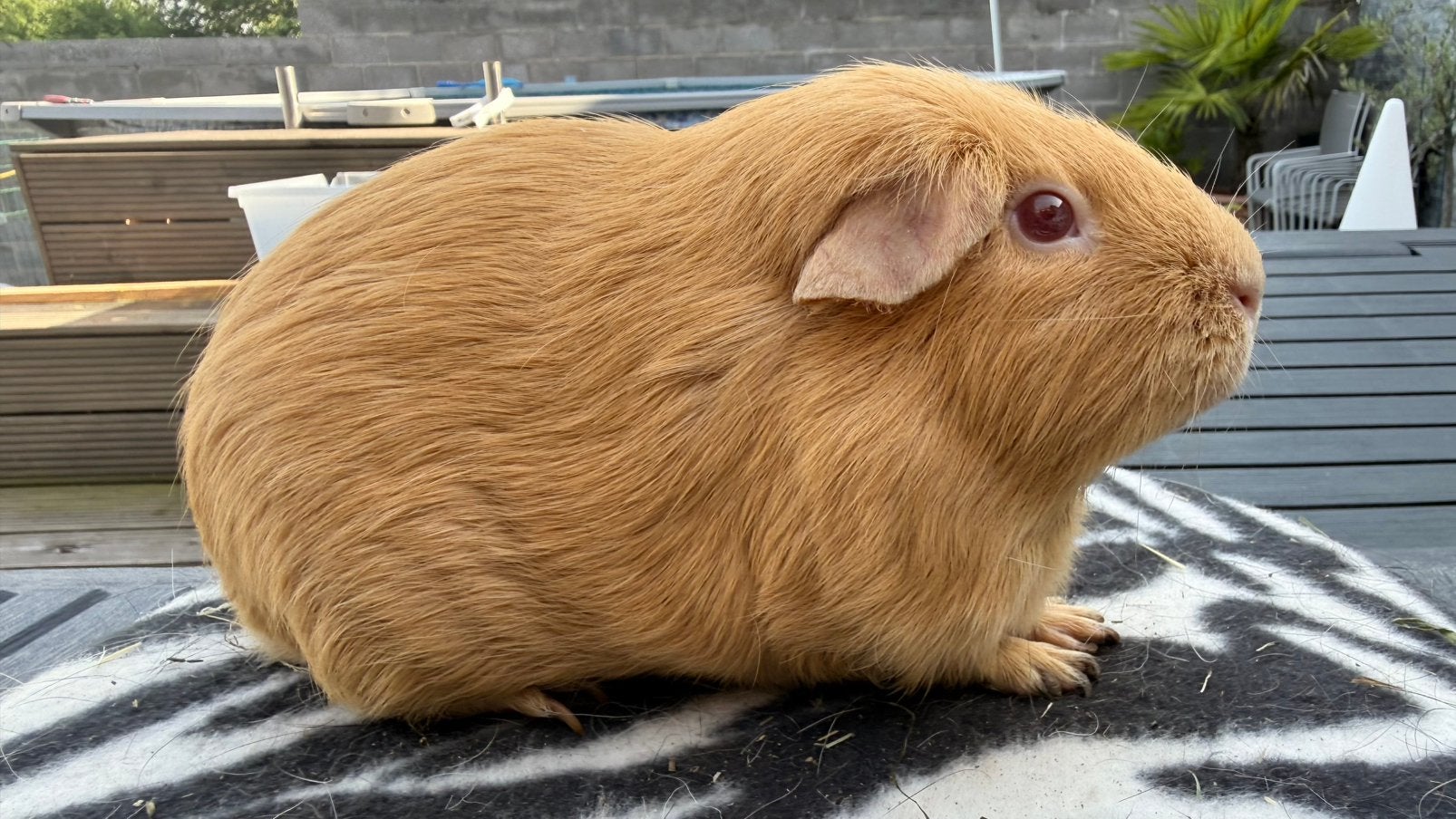 Cavia, cobaye Mâle poil lisse safran, Animaux & Accessoires, Enlèvement, Cobaye