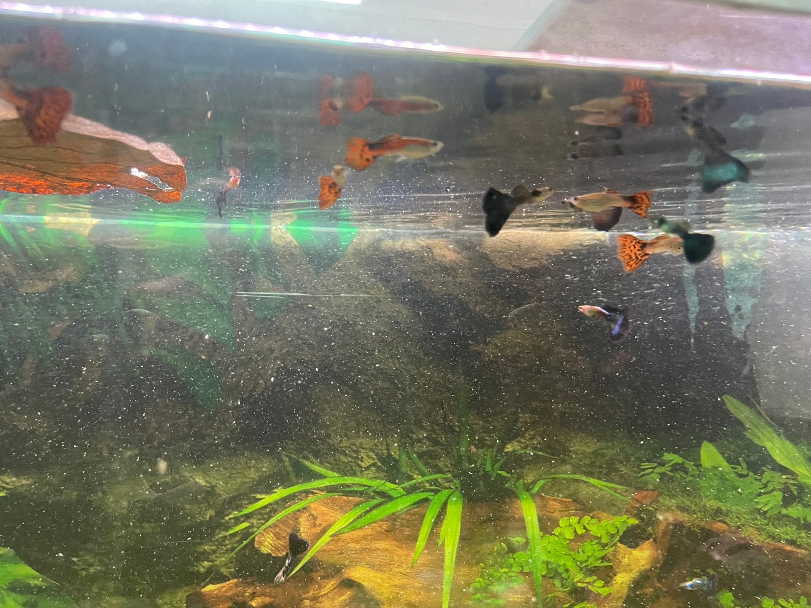 12 mannelijke mix guppy’s + 4 rode Ancistrussen, Dieren en Toebehoren, Vissen | Aquariumvissen