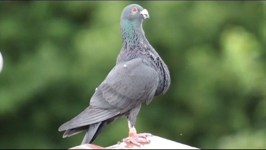 Jiennense Duiven, Dieren en Toebehoren, Vogels | Duiven