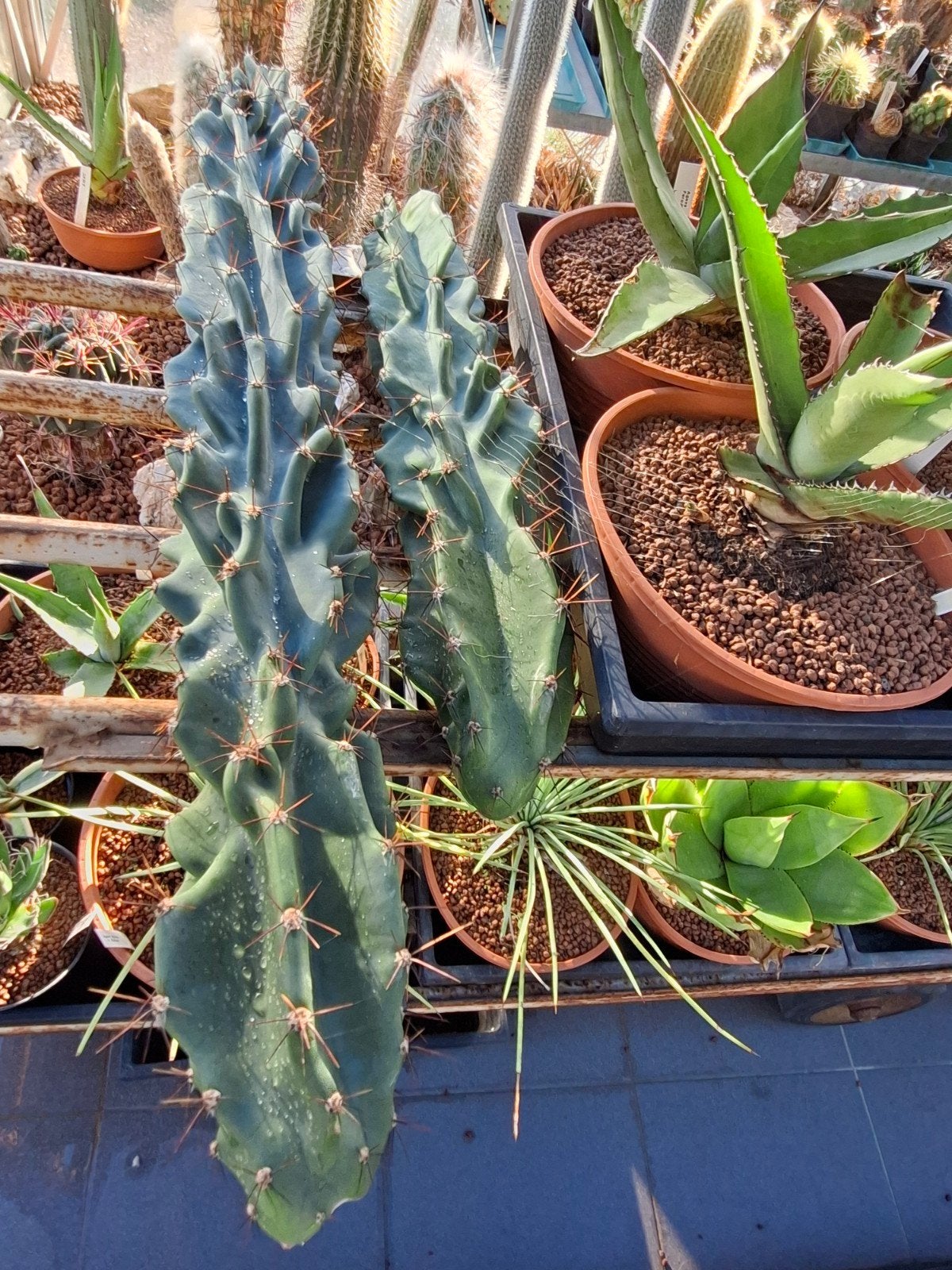 2 grote cactus scheuten., Ophalen, Cactus, Volle zon, Minder dan 100 cm
