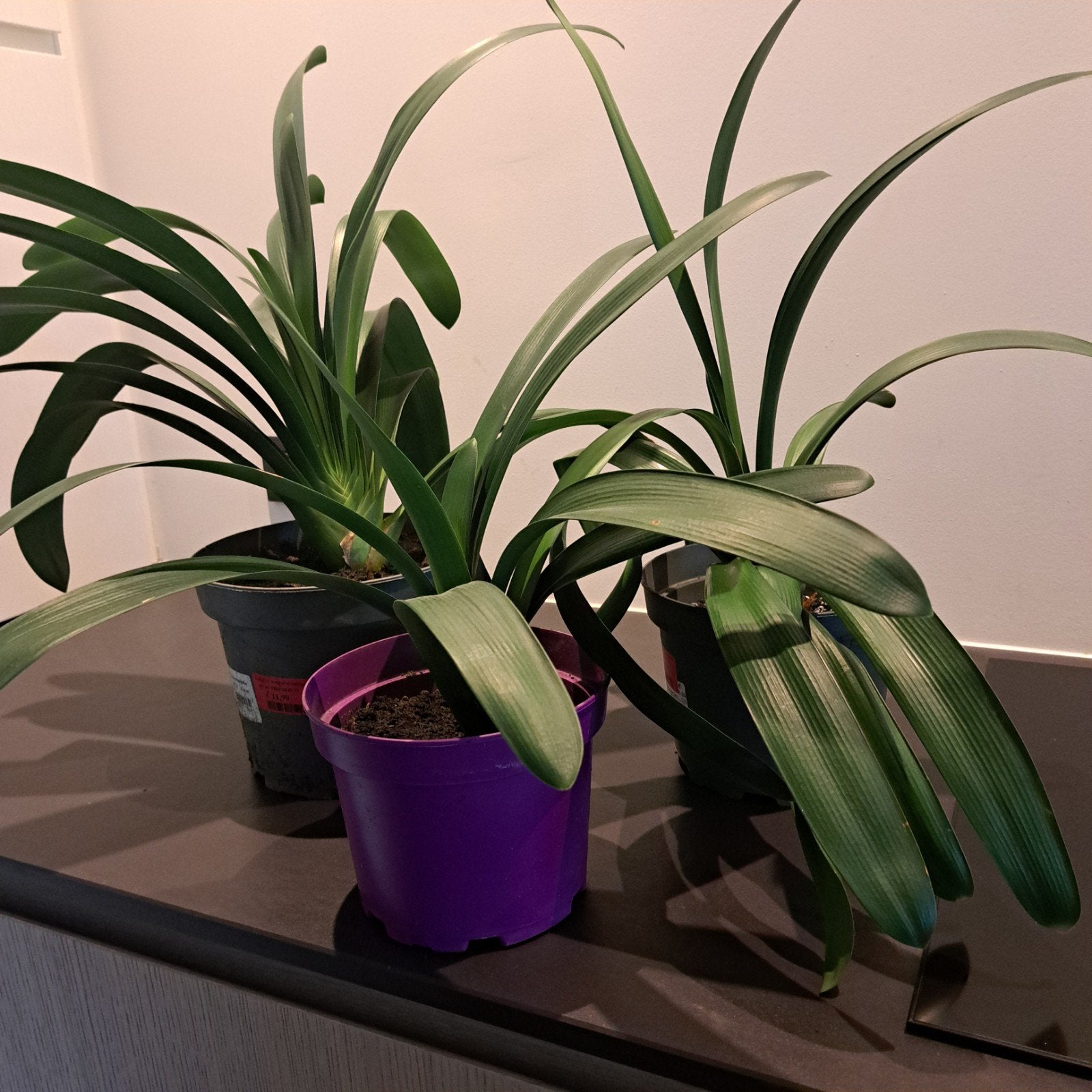 3 clivia's en 2 mini monstera's, Ophalen, Overige soorten, Halfschaduw, In pot