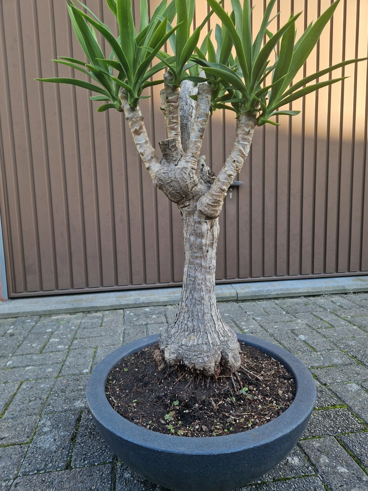 Yucca bonzai in schaal., Jardin & Terrasse, Enlèvement