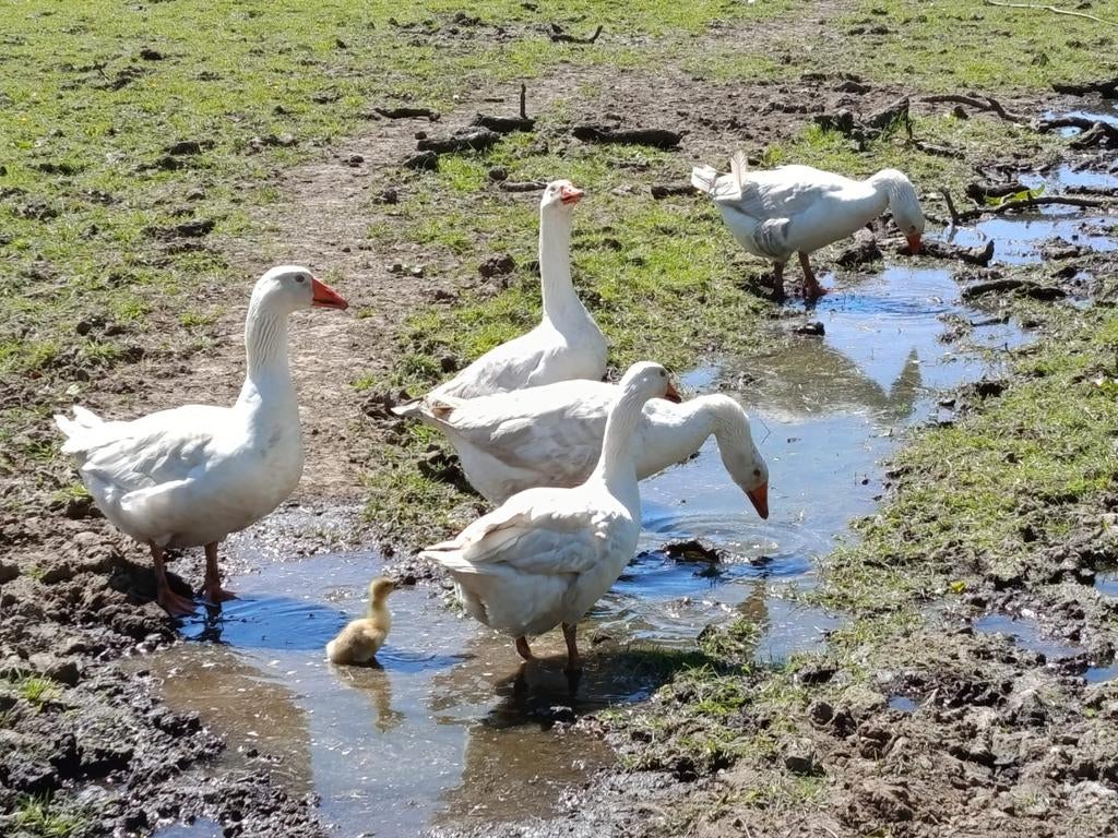 Boerenganzen, Dieren en Toebehoren, Pluimvee