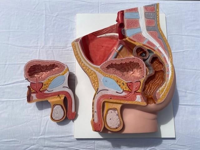 Anatomische modellen, Boeken, Ophalen, Zo goed als nieuw, Hoger Onderwijs
