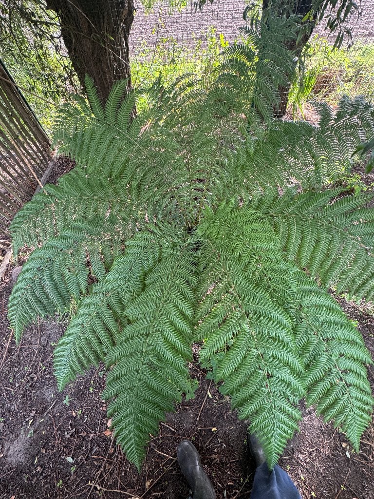Dicksonia antarctica (40cm stam), Ophalen, Vaste plant, Overige soorten, Volledige schaduw