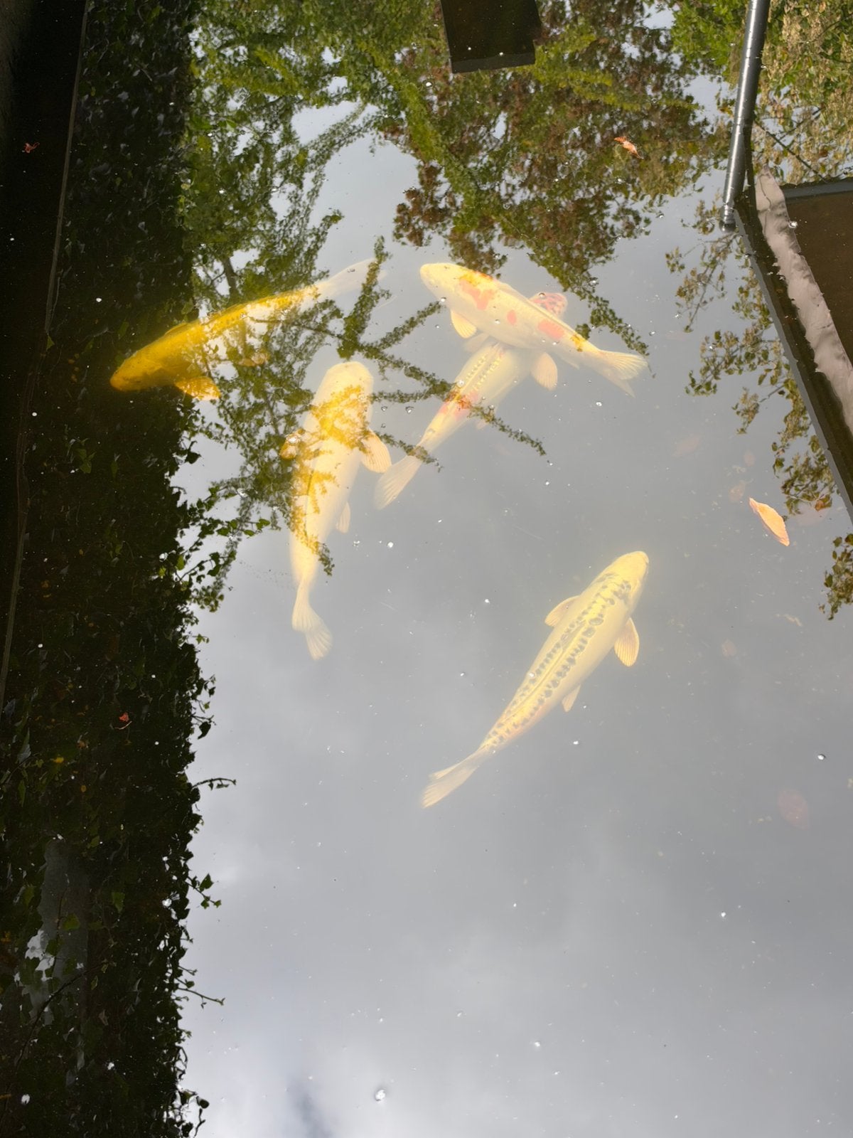 5 mooie koikarpers moeten snel weg, Karper of Koi