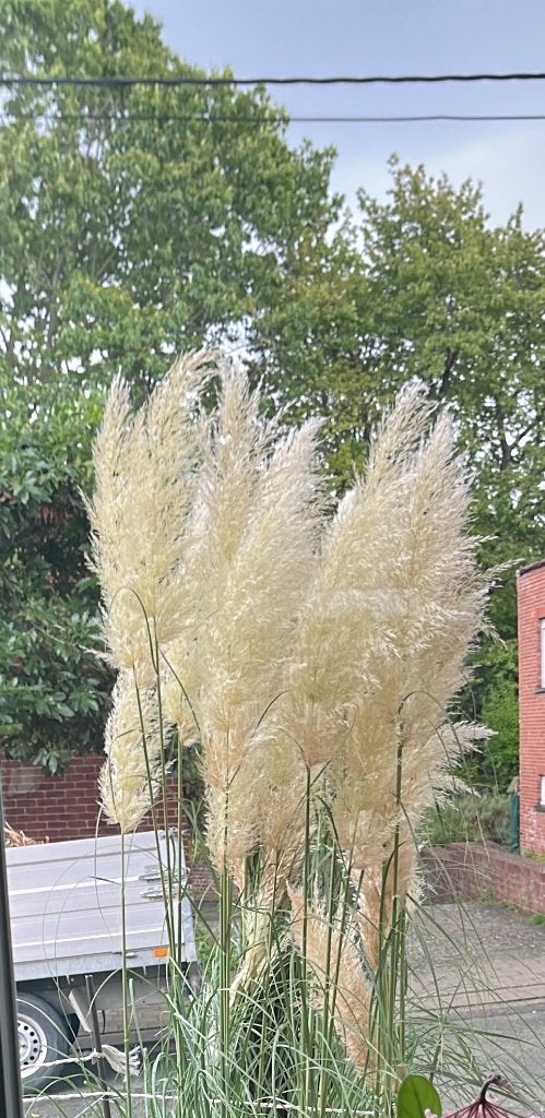 witte sier pluimen, Ophalen