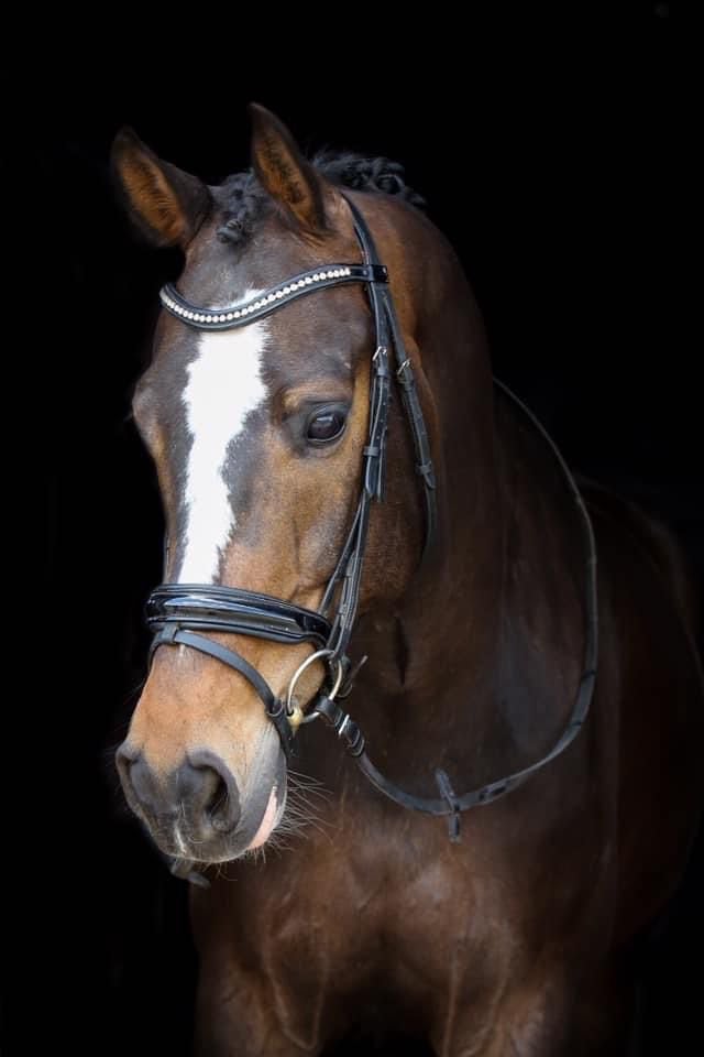Super fijn en lief dresuur paard te koop, Enlèvement