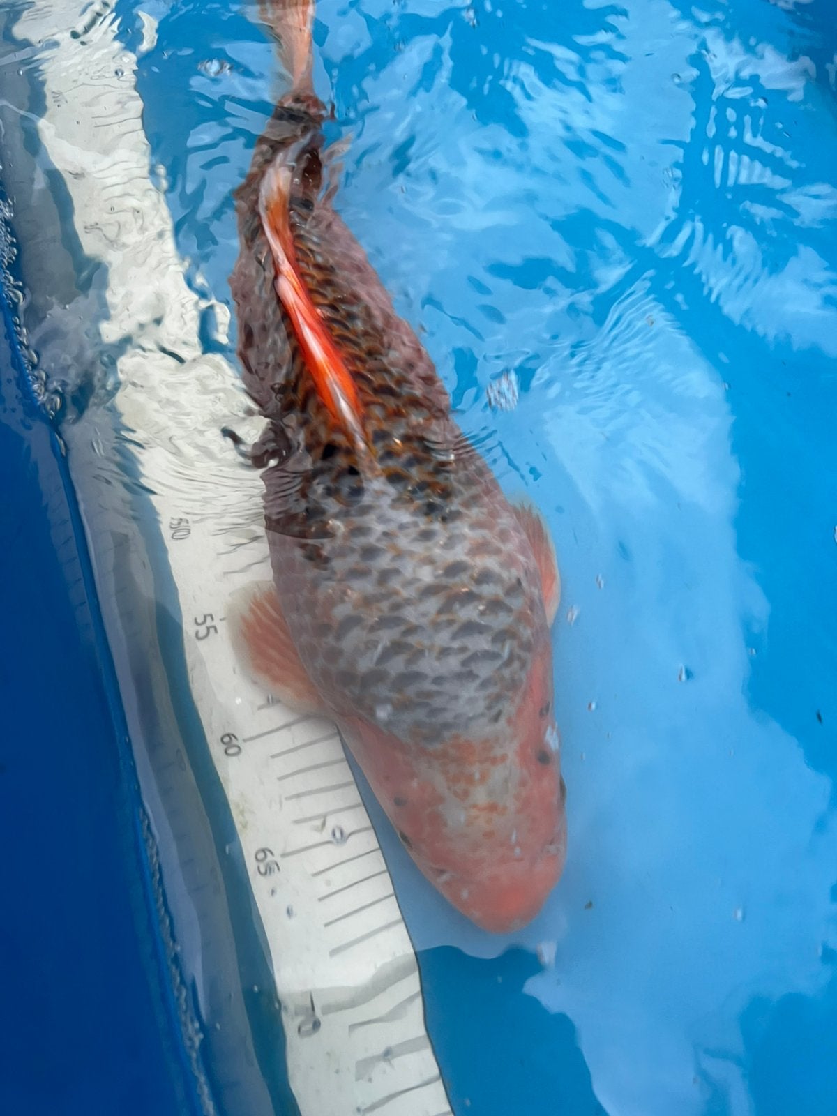 Mooie Asagi koi, Dieren en Toebehoren