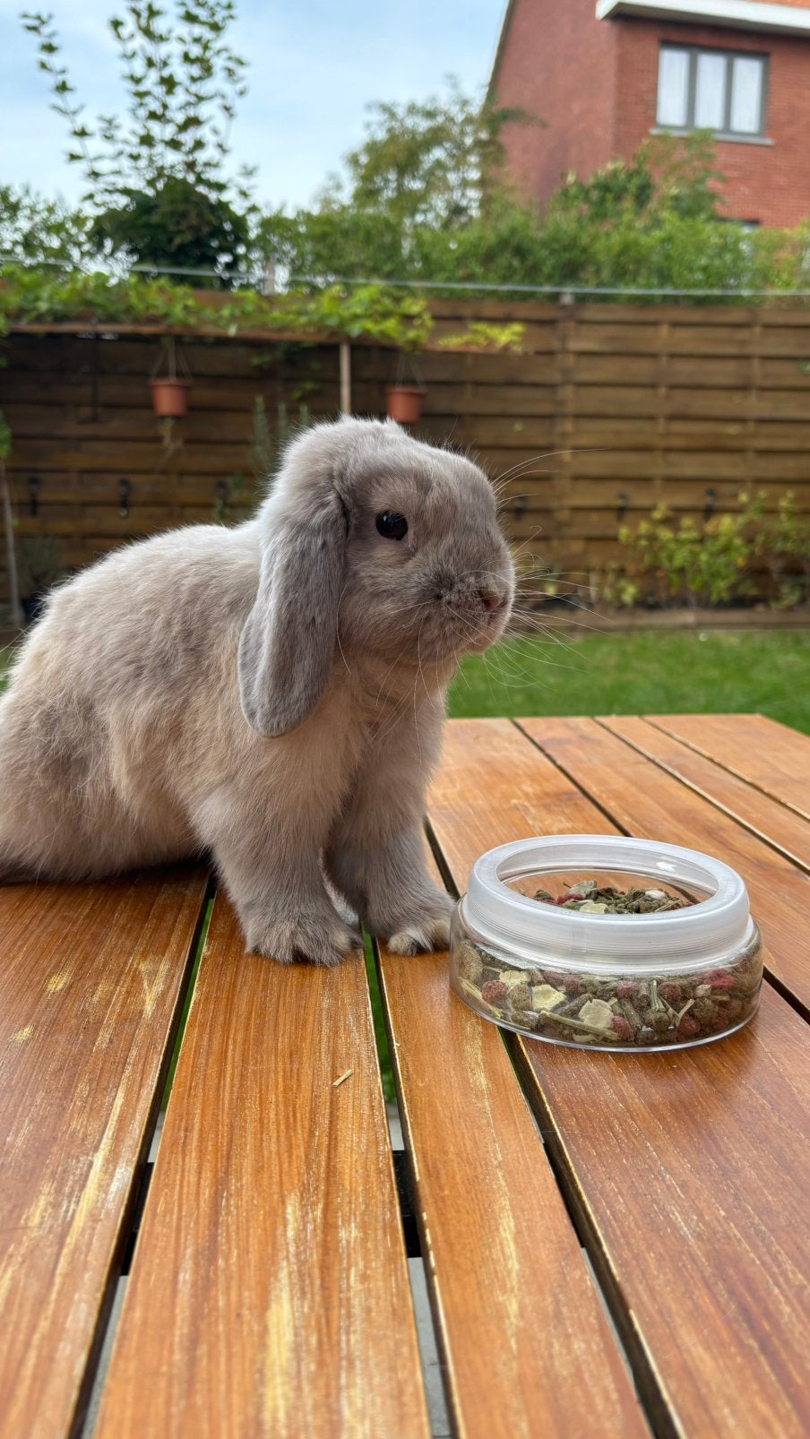 Lapin minilop