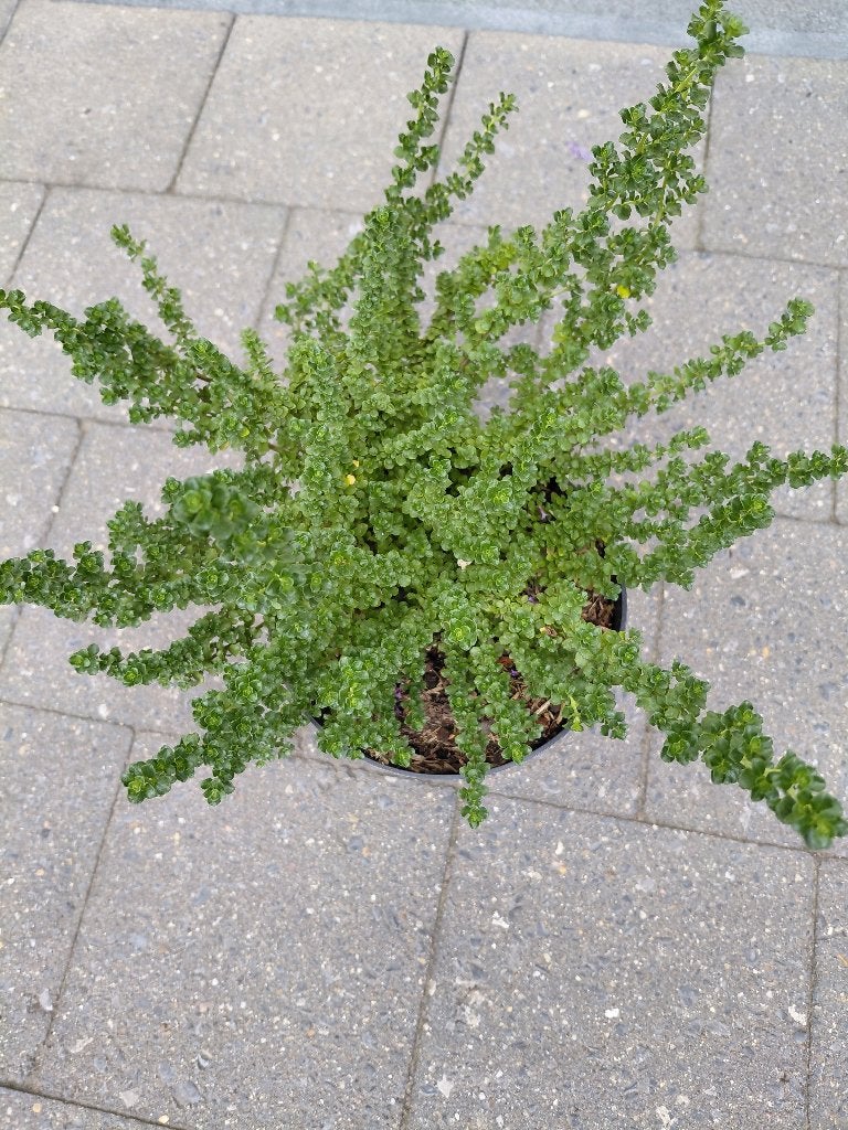Prostantera Cuneata, Tuin en Terras, Ophalen, Halfschaduw