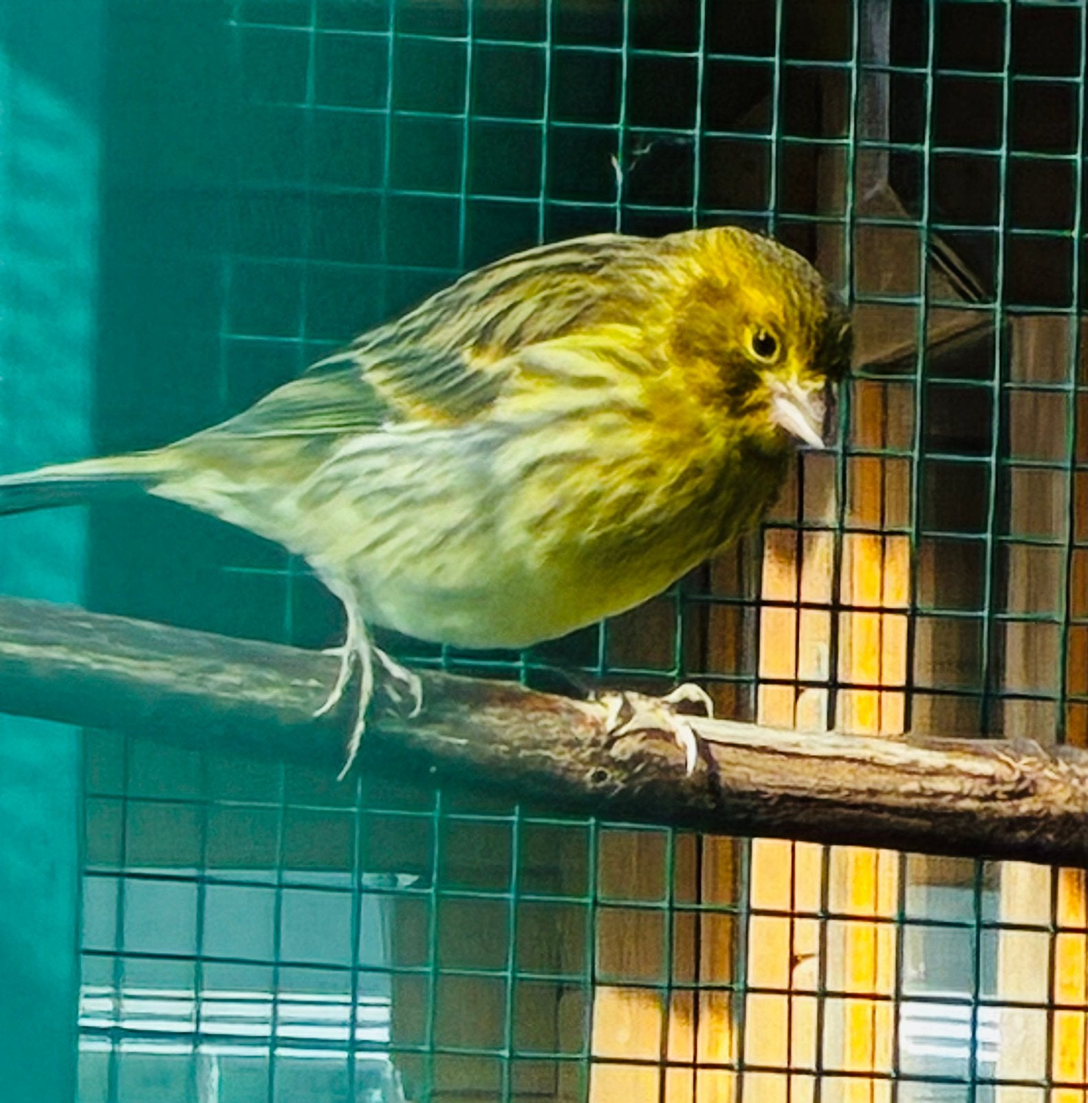Kanarie 2026, Animaux & Accessoires, Oiseaux | Canaris, Mâle