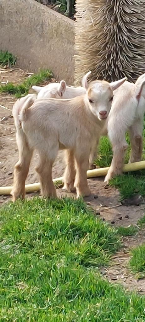 2 dwerggeit bokjes, Dieren en Toebehoren, Schapen, Geiten en Varkens