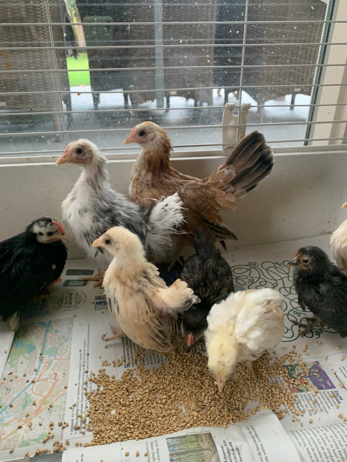 serama raszuiver zijde en gladveer vanaf 15 euro tot 25 euro, Dieren en Toebehoren, Kip