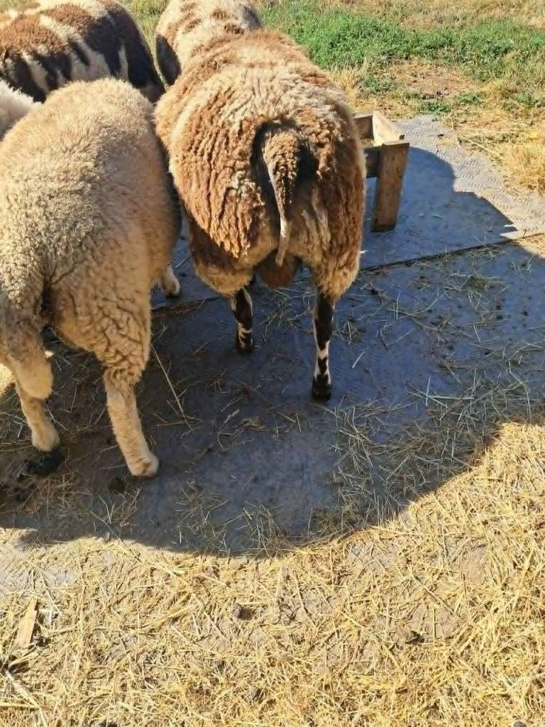 Éperonnage de moutons, Animaux & Accessoires, Moutons, Chèvres & Cochons, Mâle, Mouton, 0 à 2 ans