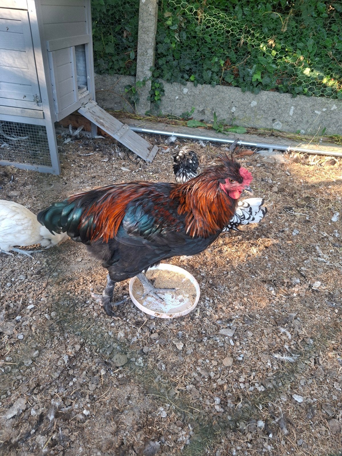 jonge haan, Dieren en Toebehoren