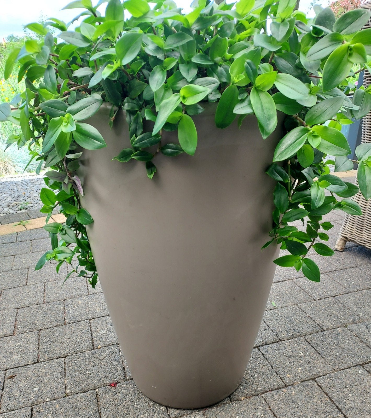 Plant & pot, Enlèvement