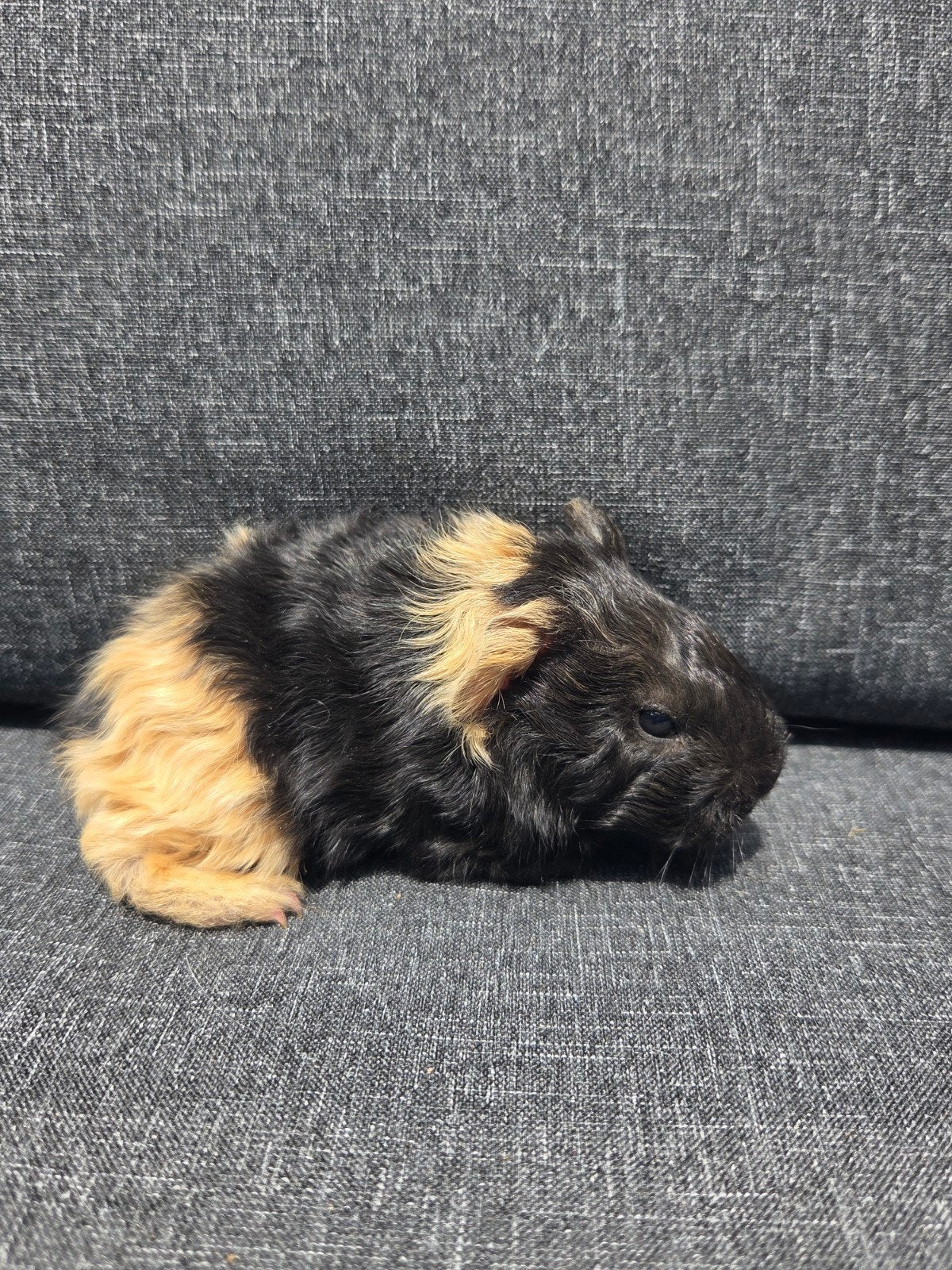Nederland jong cavia beertje, Dieren en Toebehoren, Cavia, Mannelijk, Juli, Tam