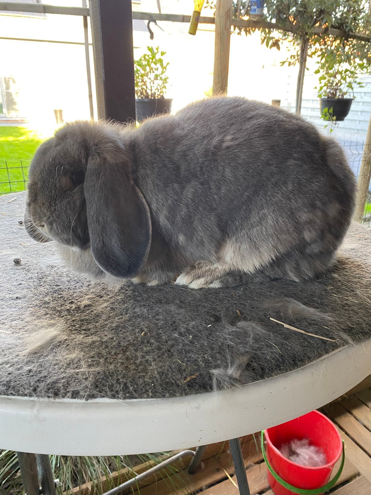 Duitse hangoor konijn, Dieren en Toebehoren, Hangoor