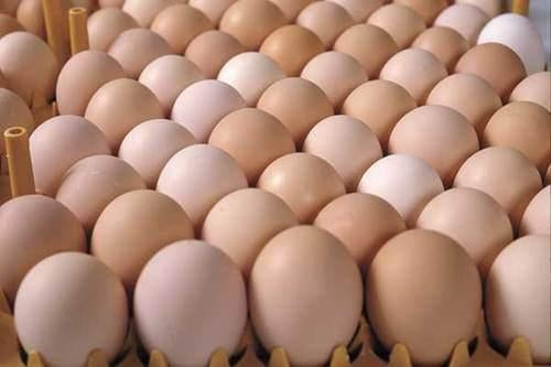 Broedeieren mesthaantjes Ross 308, Dieren en Toebehoren, Kip