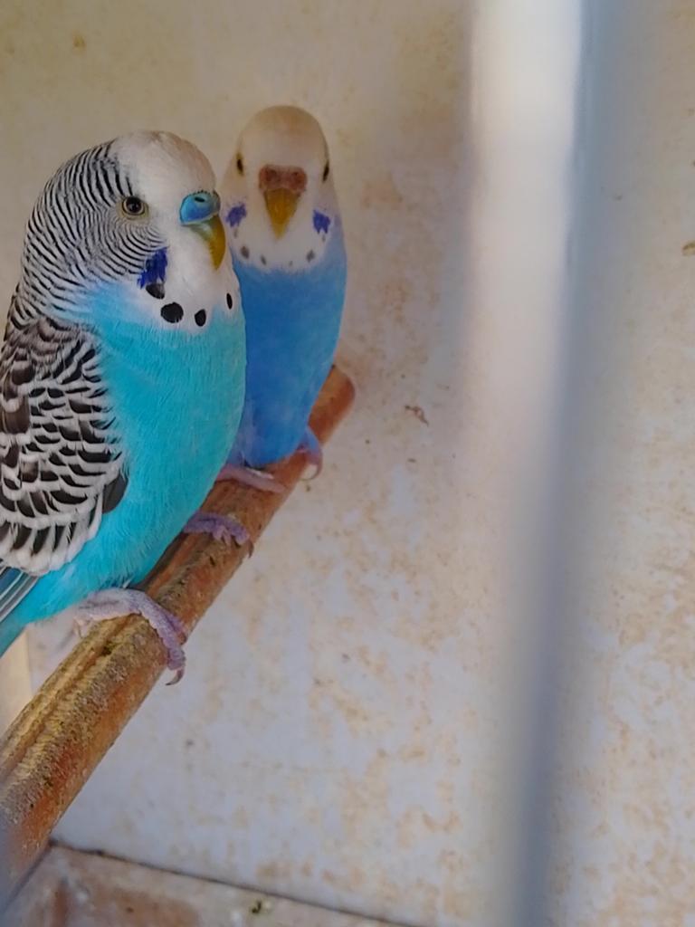 Verschillende kleuren JONGE KWEEKRIJPE GRASPARKIETJES, Dieren en Toebehoren, Meerdere dieren, Parkiet, Geringd