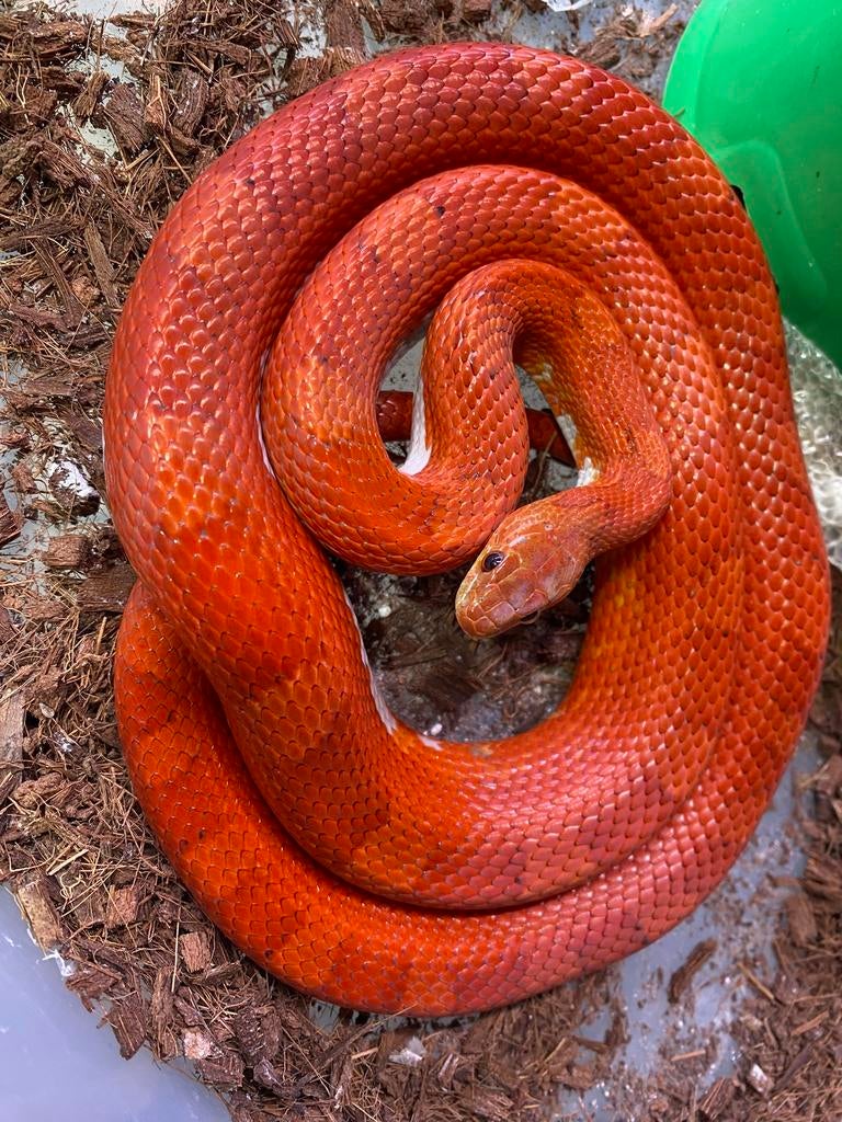 0.1 bloodred piedsided, Dieren en Toebehoren, Reptielen en Amfibieën, Slang, Tam, 3 tot 6 jaar