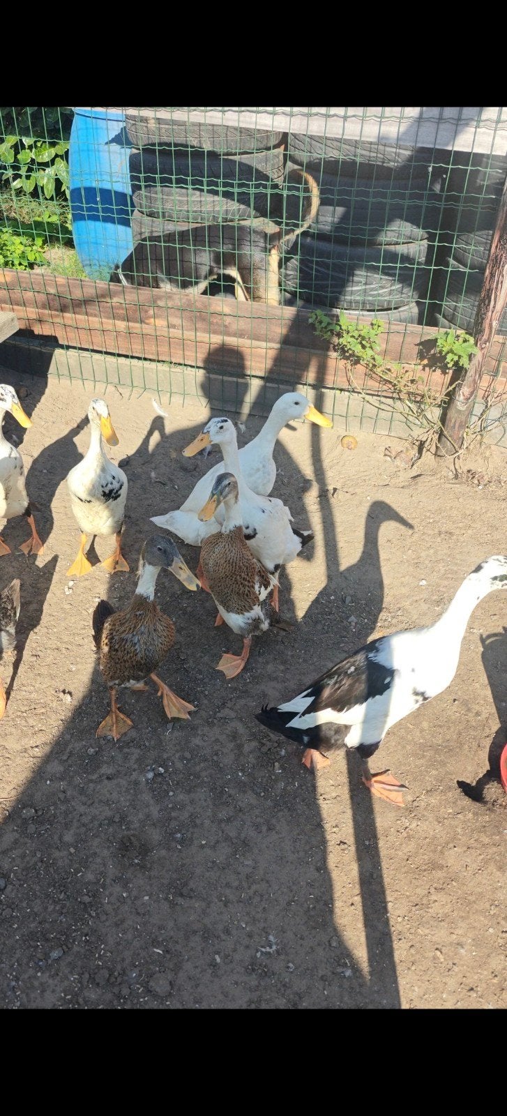 indische loopeenden, Plusieurs animaux, Canard
