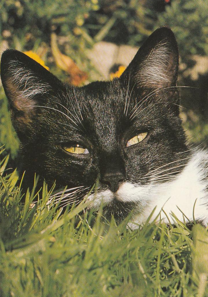 KAT   3, Verzamelen, Postkaarten | Dieren, Verzenden, Gelopen, Hond of Kat