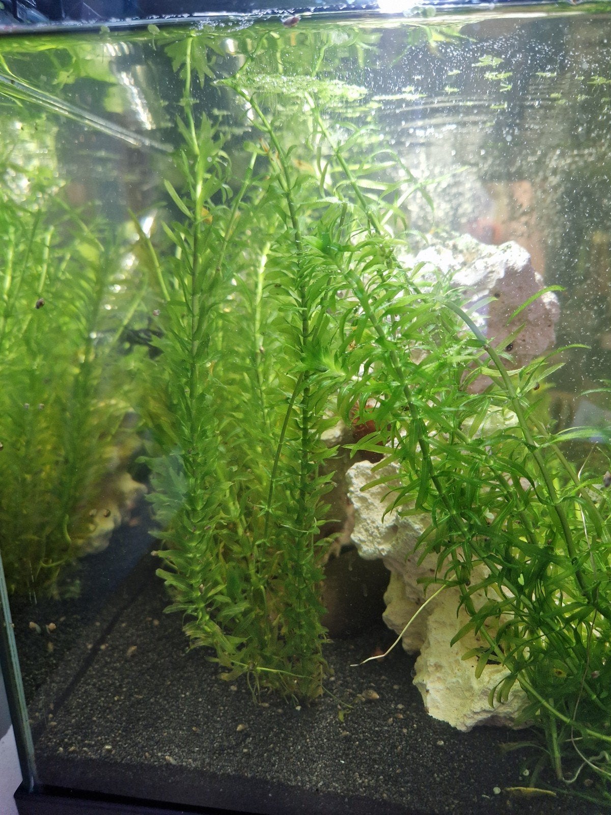 planten voor aquarium , DE LAATSTE, Ophalen