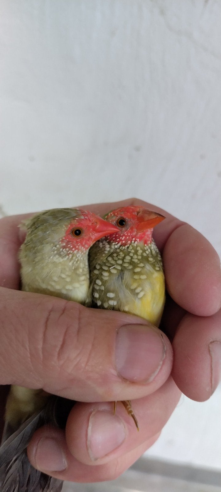 tropen, Dieren en Toebehoren, Vogels | Overige Vogels