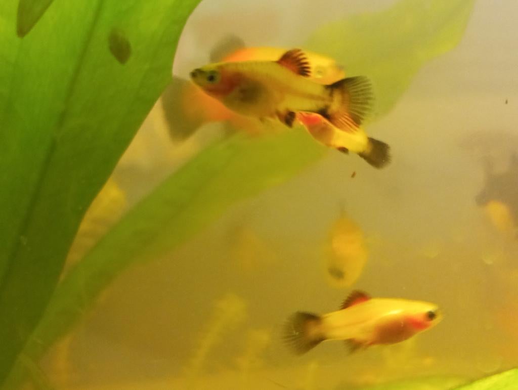 Guppy, Molly en Platty, Dieren en Toebehoren, Vis, Zoetwatervis, Schoolvis
