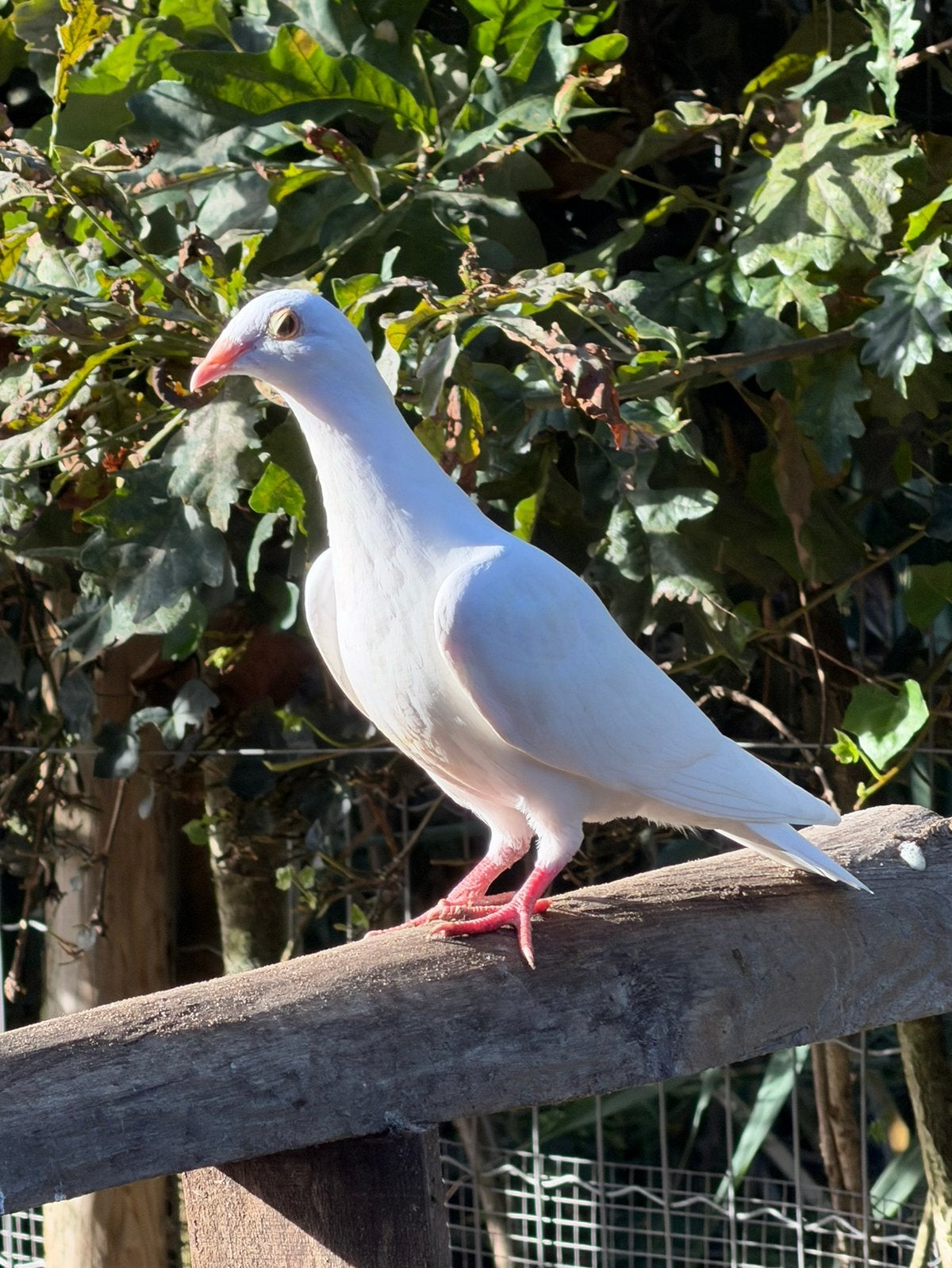 Jeunes pigeons voyageurs blancs, Plusieurs animaux, Pigeon voyageur