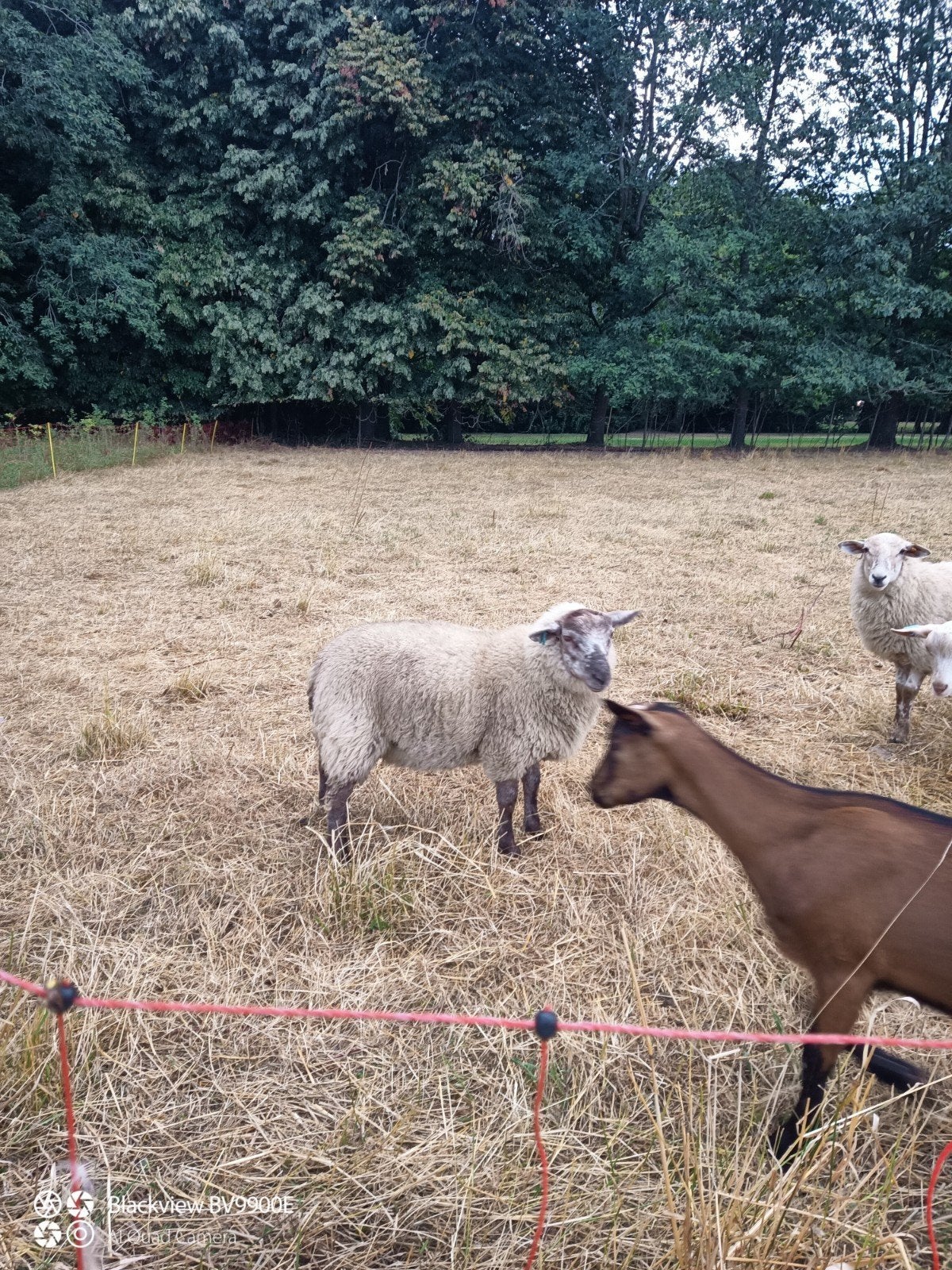 15 ramlammeren, Mâle, Mouton, 0 à 2 ans