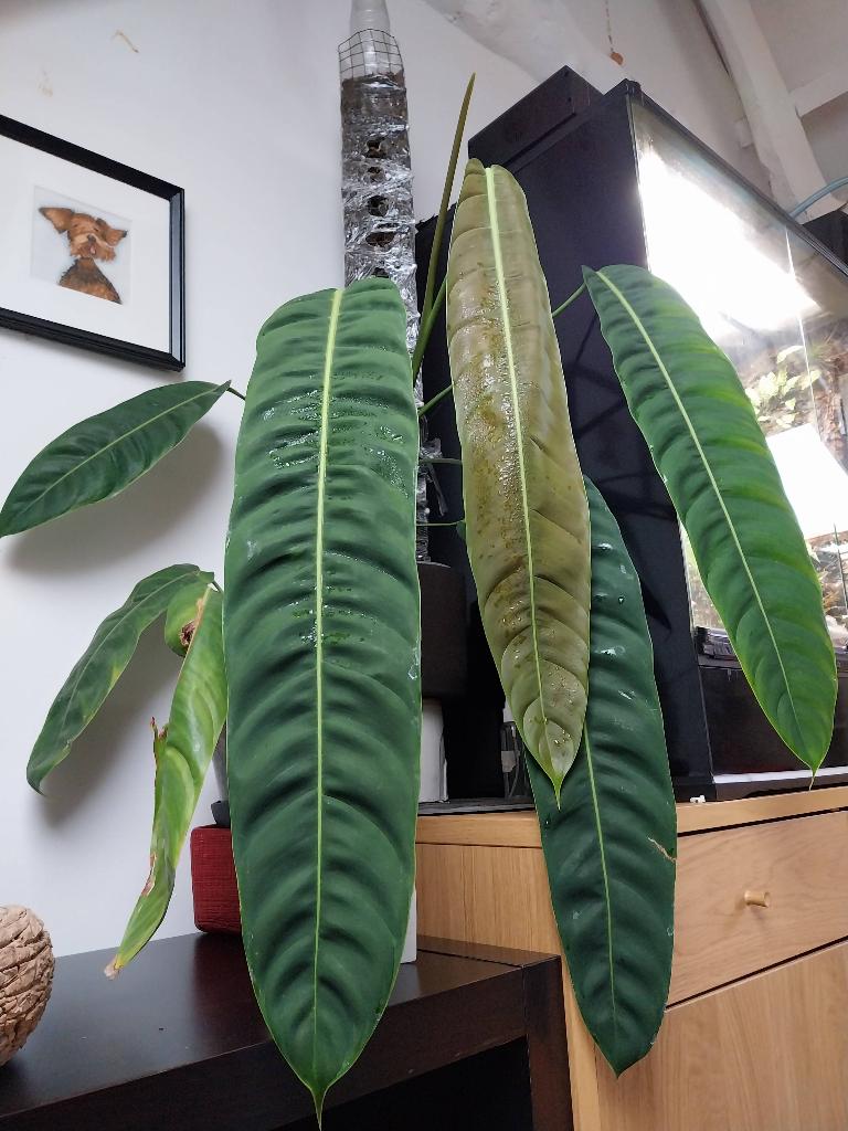 Philodendron patriciae, mospaal., Huis en Inrichting, Kamerplanten, Ophalen, 100 tot 150 cm, Overige soorten, Halfschaduw