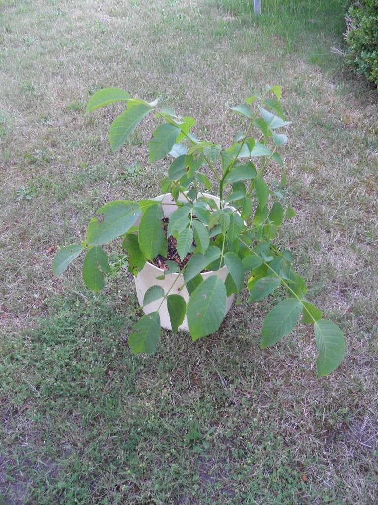 Mooie walnoten boom., Tuin en Terras, Planten | Fruitbomen, Walnotenboom, Minder dan 100 cm, Zomer, In pot, Ophalen