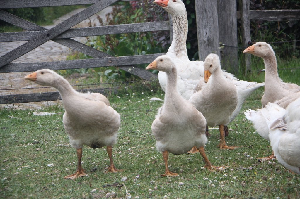 Jeunes oies bouffons d'Amérique, Plusieurs animaux, Oie ou Cygne